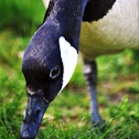Canada Goose