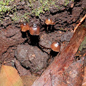 ? Mycena