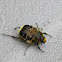 Hairy Flower Scarab