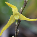 Pleurothallis orchid