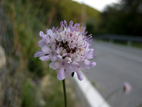 Spotting Image 1