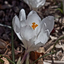 Crocus