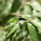 dragonfly  Widow Skimmer 