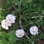 Wild Morning Glory