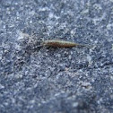 jumping bristletail