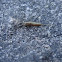 jumping bristletail