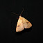 Stro-uiltje (Rivula sericealis)