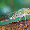 Cicada