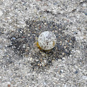 House Sparrow Egg