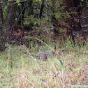 Eastern Gray Squirrel