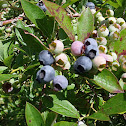 BlueBerry