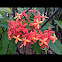 Ixora