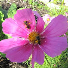 Sweat Bee on Cosmos 