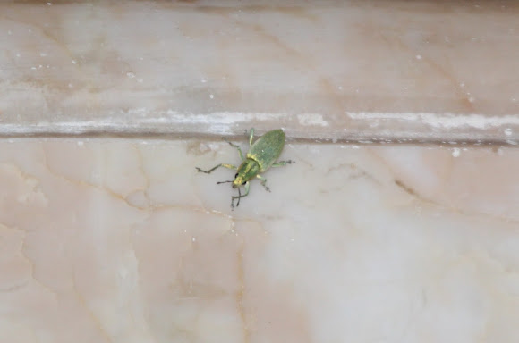 Spotting Image 1