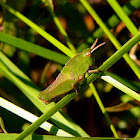 Northern Green-Stripped Grasshopper nymph