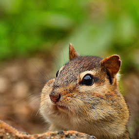 by Dave  Boyd - Animals Other Mammals