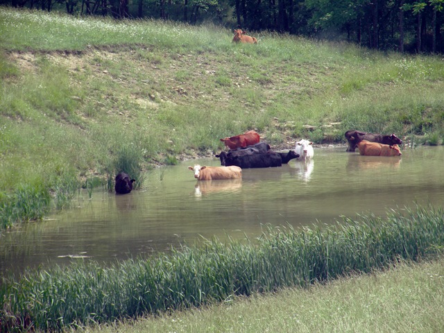 [Cows swimming[3].jpg]