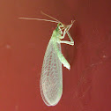 Common green lacewing