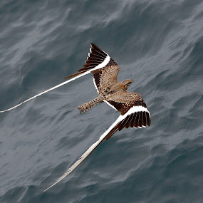 by Patrick Simon - Animals Birds