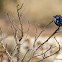Splendid Fairy-wren