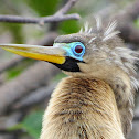 Anhinga