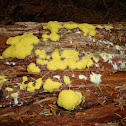 Dog Vomit Slime Mould
