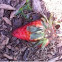 Garden Strawberry