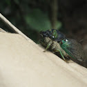 Swamp cicada