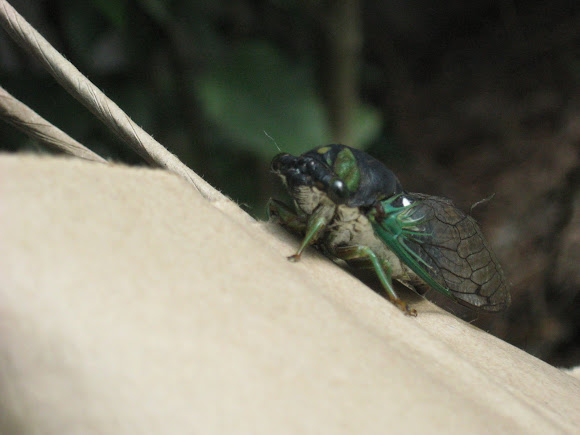 Spotting Image 1