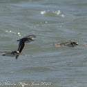 Kentish Plover; Chorlitejo Patinegro