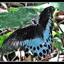 Blue Mormon butterfly