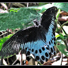 Blue Mormon butterfly