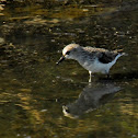 Semipalmated Sandpiper