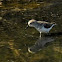 Semipalmated Sandpiper