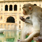 Rhesus macaque