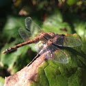 Bruinrode heidelibel (Sympetrum striolatum)