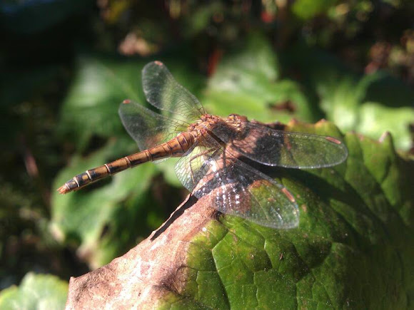 Spotting Image 1