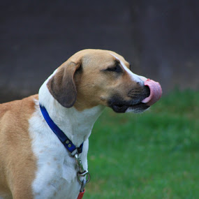 by Courtney Davisson - Animals - Dogs Portraits