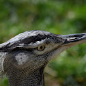 Kori Bustard