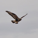 Rough-Legged Hawk