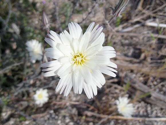 Spotting Image 1