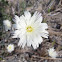 Desert Chicory