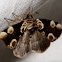 Thyatira batis