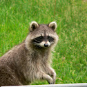 Raccoon