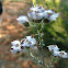 Sandveld Rosemary
