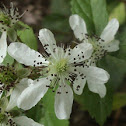 wild flower or weed