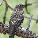 Townsend's Solitaire