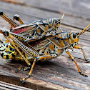 Lubber Grasshopper