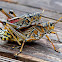 Lubber Grasshopper