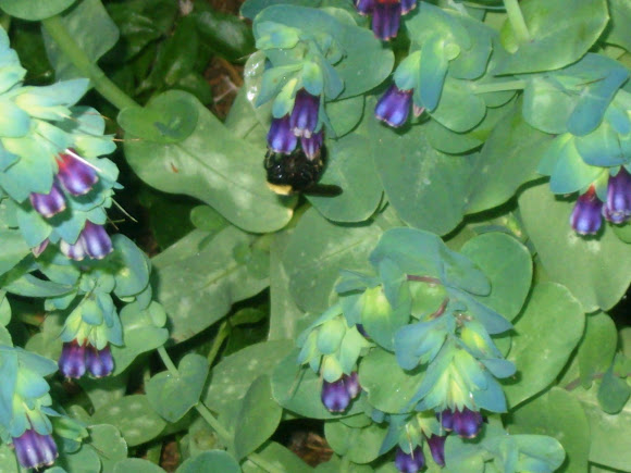 Spotting Image 1